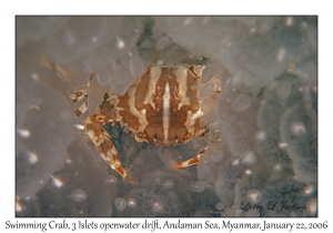 Unknown Swimming Crab