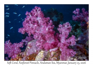 Soft Coral