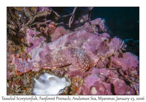 Tasseled Scorpionfish