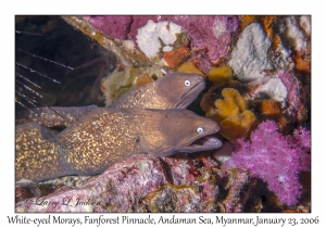 White-eyed Morays