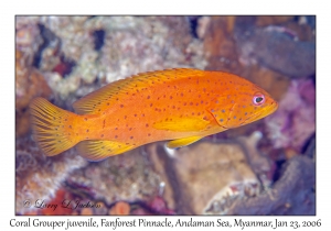 Coral Grouper juvenile