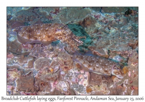 Broadclub Cuttlefish laying eggs