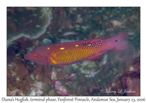 Diana's Hogfish