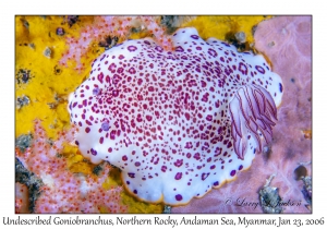 Undescribed Goniobranchus