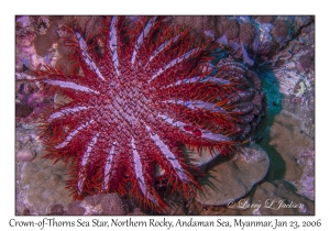 Crown-of-Thorns Sea Star