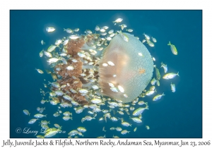 Jelly, juvenile Jacks & Filefish