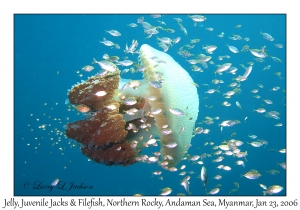 Jelly, juvenile Jacks & Filefish