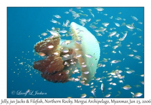 Jelly, juvenile jacks & filefish