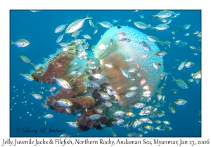 Jelly, juvenile Jacks & Filefish