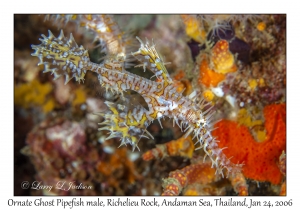 Ornate Ghost Pipefish male