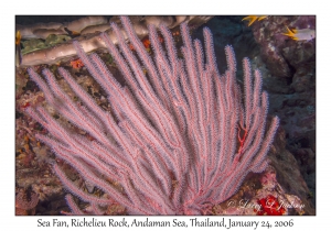 Sea Fan