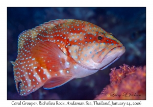 Coral Grouper