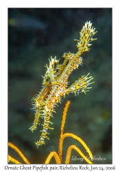 Ornate Ghost Pipefish pair