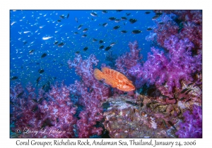 Coral Grouper