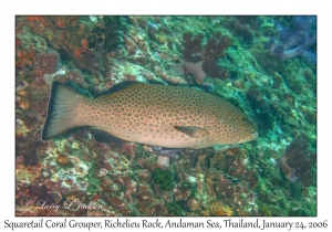 Squaretail Coral Grouper