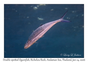 Double-spotted Queenfish