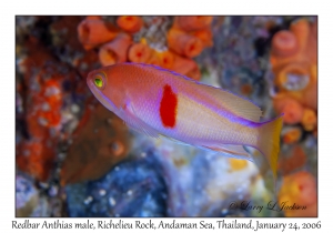 Redbar Anthias male