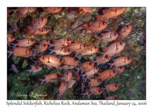 Splendid Soldierfish