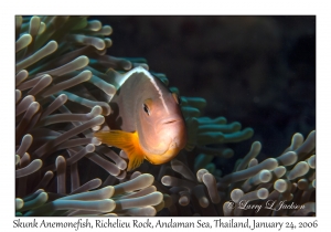 Skunk Anemonefish