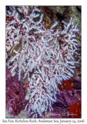 Sea Fan