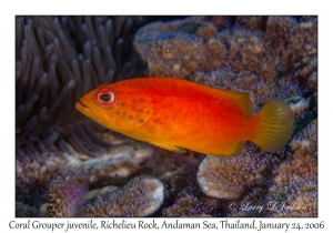 Coral Grouper juvenile