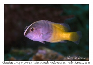 Chocolate Grouper juvenile