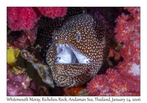 Whitemouth Moray