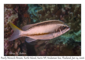 Pearly Monocle Bream