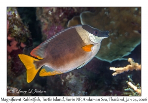 Magnificent Rabbitfish