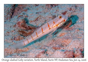 Orange-dashed Goby variation