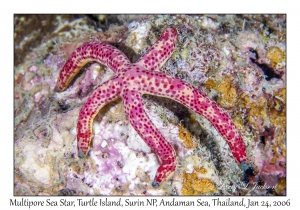 Multipore Sea Star