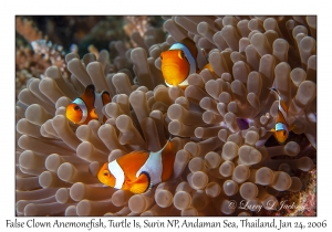 False Clown Anemonefish