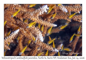 Yellowstriped Cardinalfish juveniles