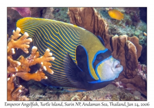 Emperor Angelfish