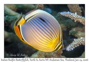 Indian Redfin Butterflyfish