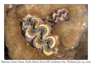 Maxima Giant Clam