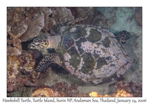 Hawksbill Sea Turtle