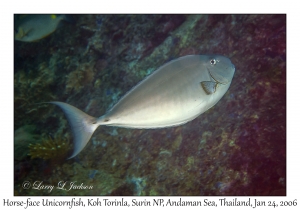 Horse-face Unicornfish