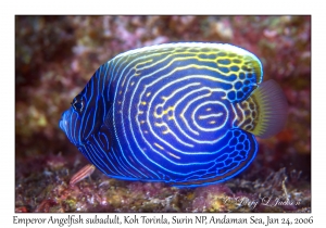 Emperor Angelfish subadult