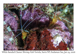 White-banded Cleaner Shrimp