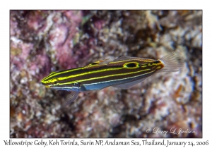 Yellowstripe Goby