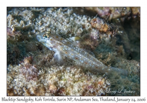 Blacktip Sandgoby