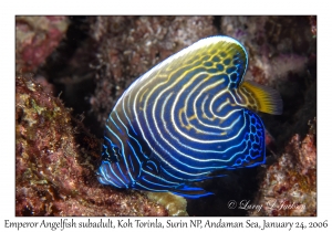 Emperor Angelfish subadult