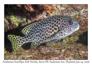 Andaman Sweetlips