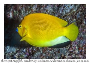 Three-spot Angelfish