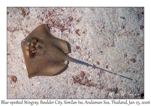 Blue-spotted Stingray