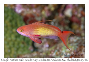 Scalefin Anthias male