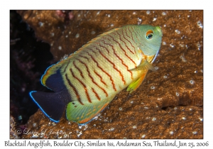 Blacktail Angelfish