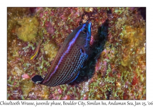 Chiseltooth Wrasse