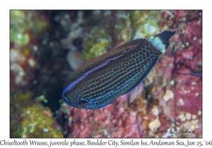 Chiseltooth Wrasse